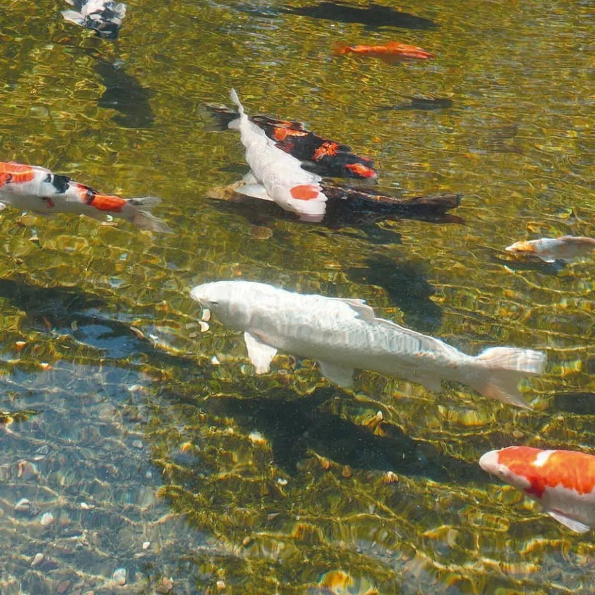 V7H80952D7688CF42E1EBA1CB467CEAC0C8R4095173P4